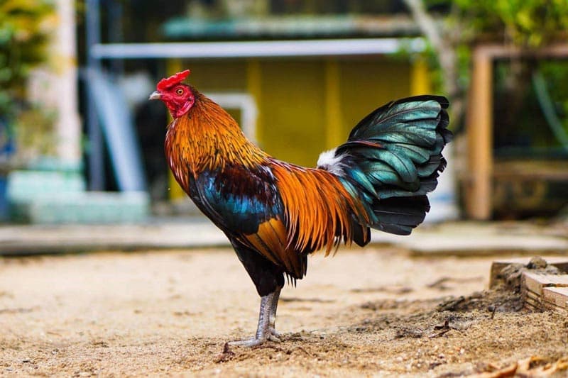 Áp dụng bài thuốc dân gian trị bệnh cho gà chọi, cần lưu ý gì?