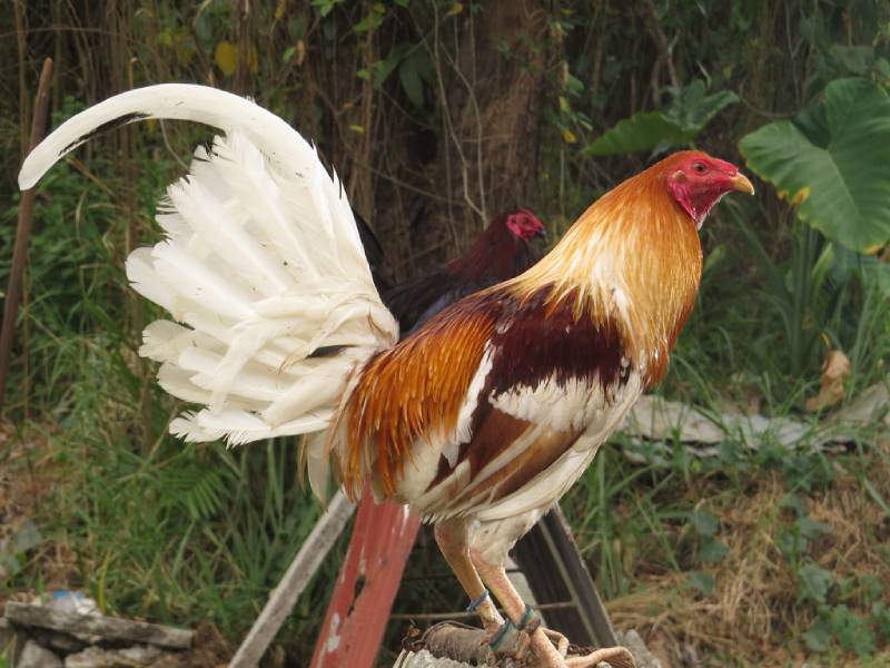 Gà Cuban