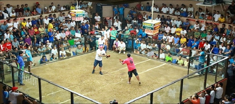 Trường gà Savan