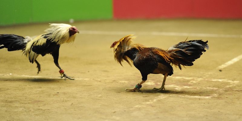 Đá gà Mộc Bài