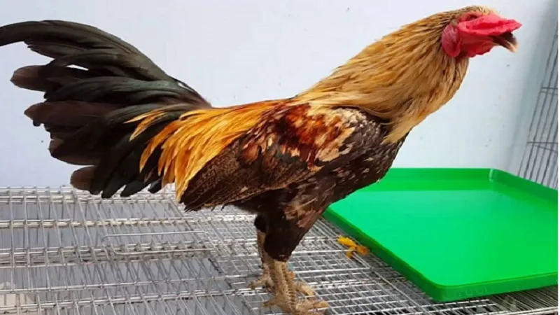 Gà 3 hàng vảy