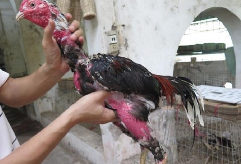 Cách làm cổ gà chọi to