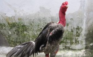 Cách làm cổ gà chọi to