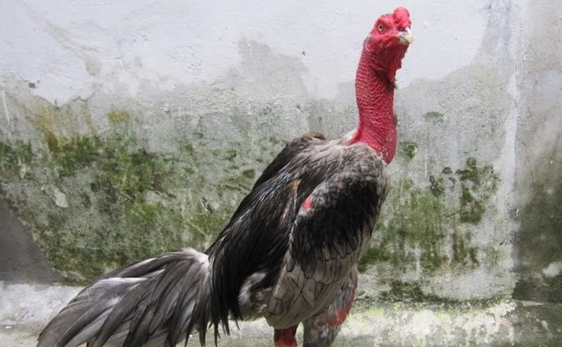 Cách làm cổ gà chọi to