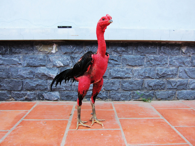 cách lựa gà chiến