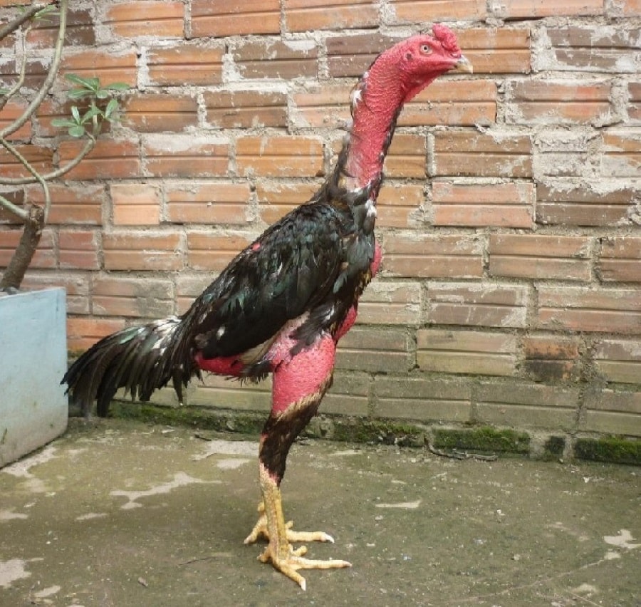 Cách nhận biết gà chọi đá hay