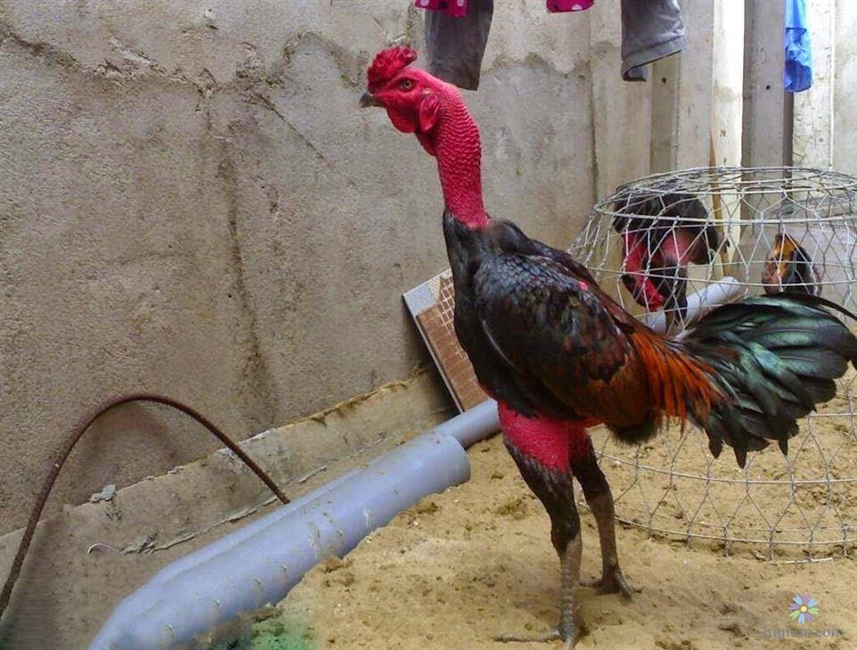 Cách Nuôi Gà Chọi Mùa Nóng