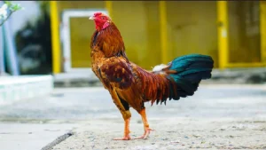 Cách nuôi gà đá mau tới pin