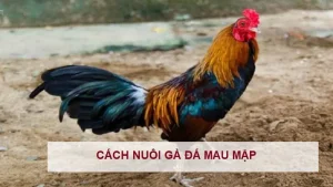 Cách nuôi gà đá mau lên ký