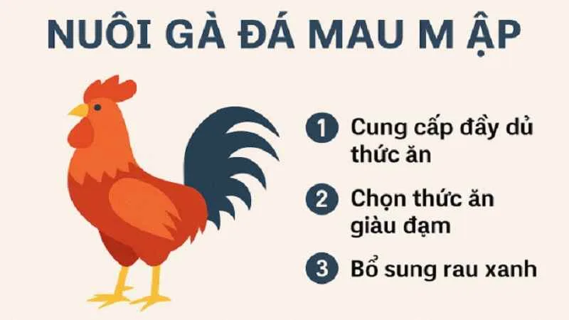 Cách nuôi gà đá mau lên ký