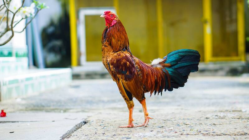 Cách nuôi gà chọi sung sức
