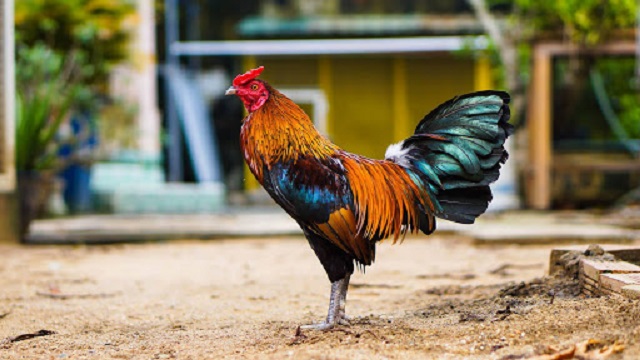 Cách trồng cựa gà đá