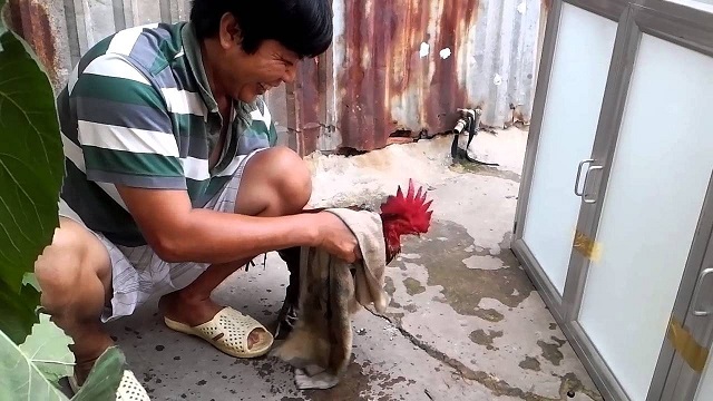 Cách trồng cựa gà đá