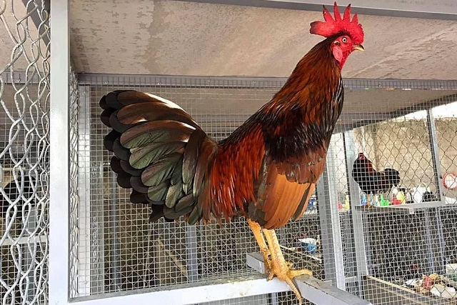 Cách trồng cựa gà đá