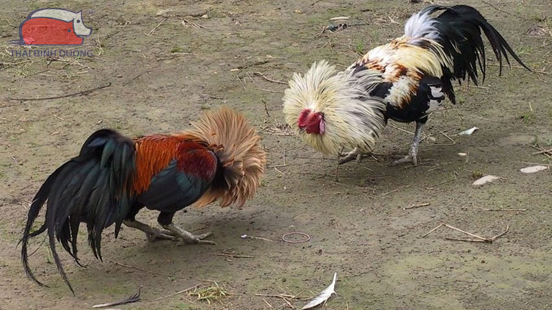 cách vô mồi cho gà đá