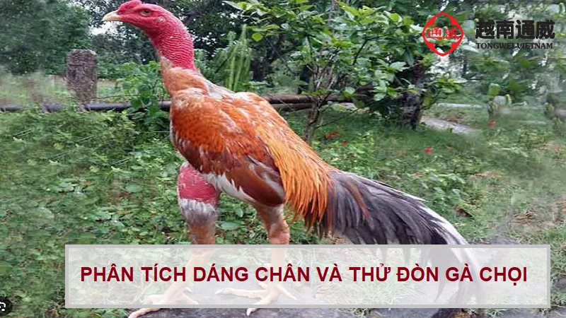 Xem chân gà đá cựa sắt