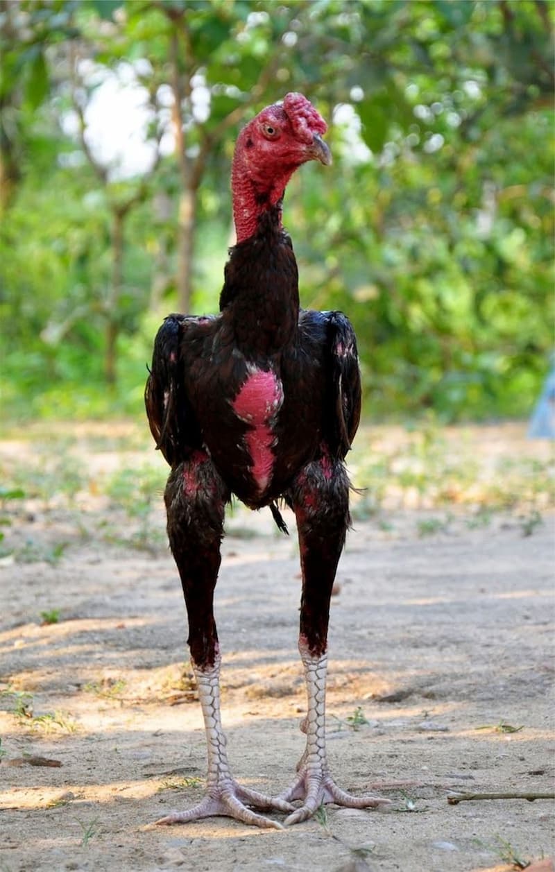 Chiến kê dũng mãnh