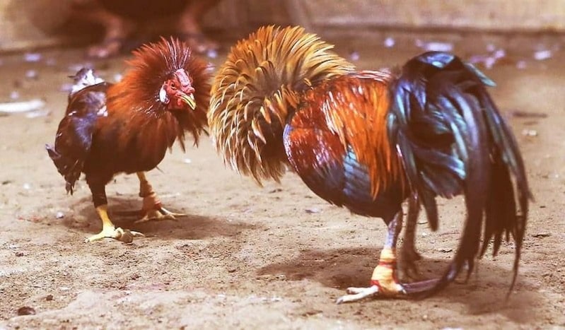 Đá gà bịp là gì?