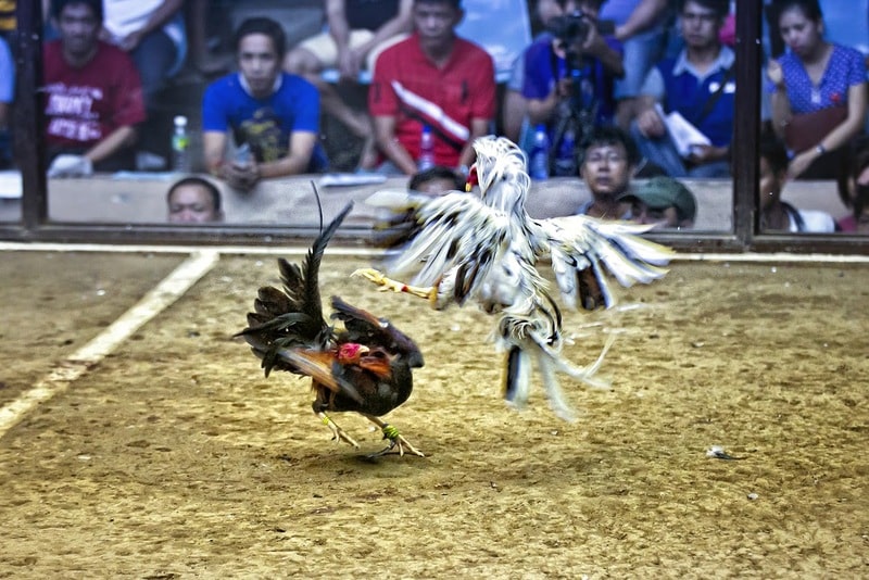 Luật đá gà Thái Lan