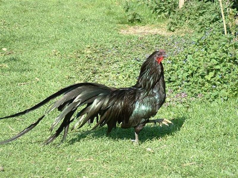 Đặc điểm ngoại hình của chiến kê Sumatra