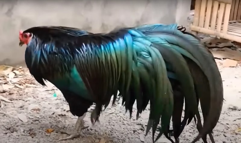 Nguồn gốc của gà Sumatra