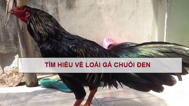 Gà Chuối