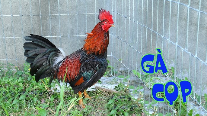 Gà Cọp