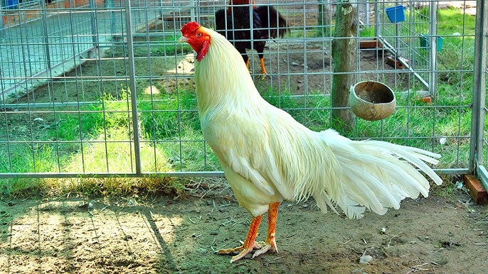 Gà Cọp