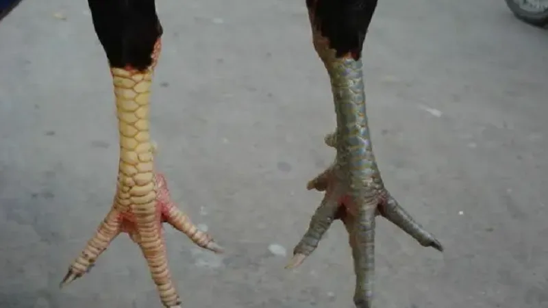 Gà cựa nhật nguyệt
