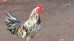 Gà cựa nhật nguyệt