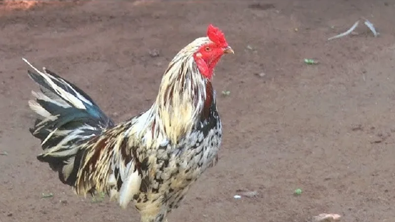 Gà cựa nhật nguyệt