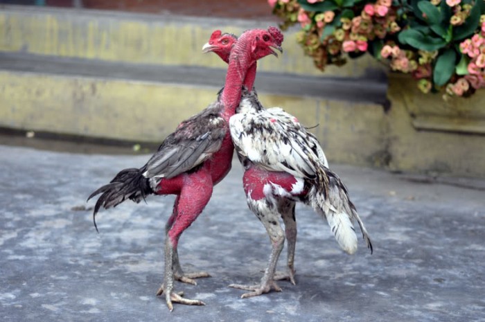gà điều chân vàng mệnh gì