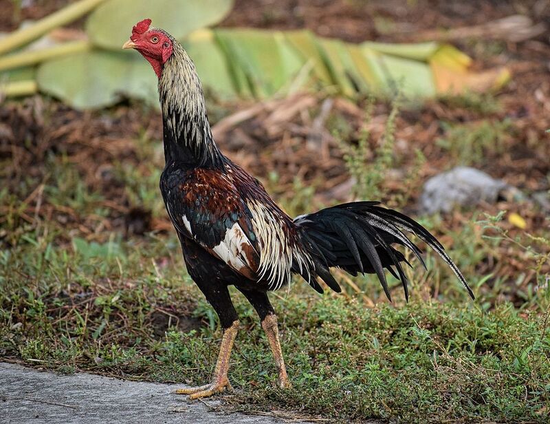 Luật đá gà Thái Lan