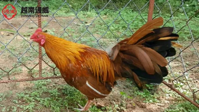 Gà Khét
