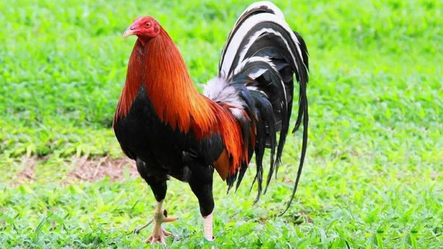 gà Mỹ đẹp nhất