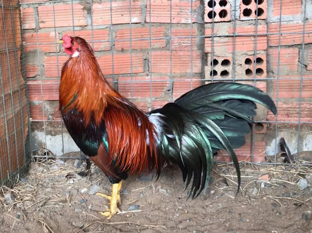 gà Mỹ đẹp nhất