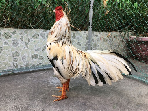 Gà Ngũ Sắc Chân Vàng