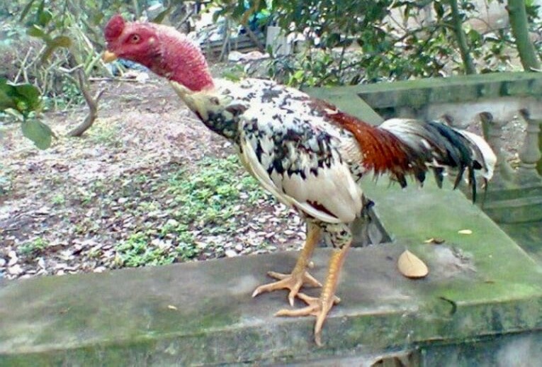 Gà Ngũ Sắc Chân Vàng