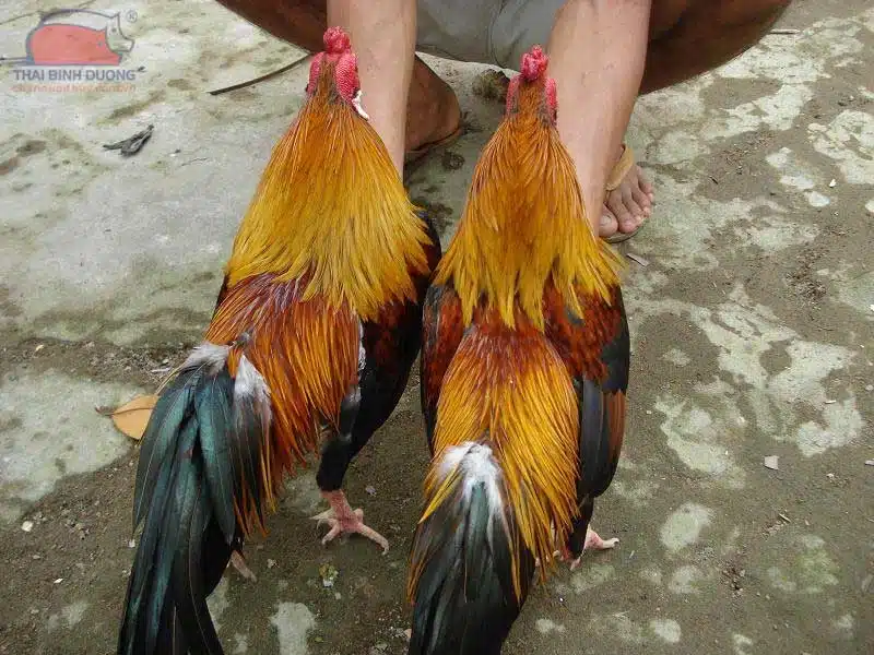 Gà Tử Mị