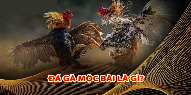 Đá gà Mộc Bài