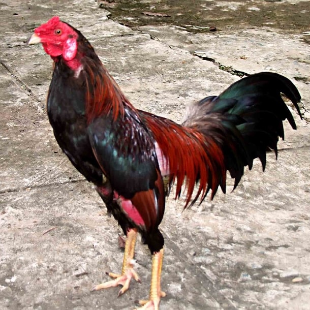 Gà chọi Nghi Tàm – Nghĩa Đô