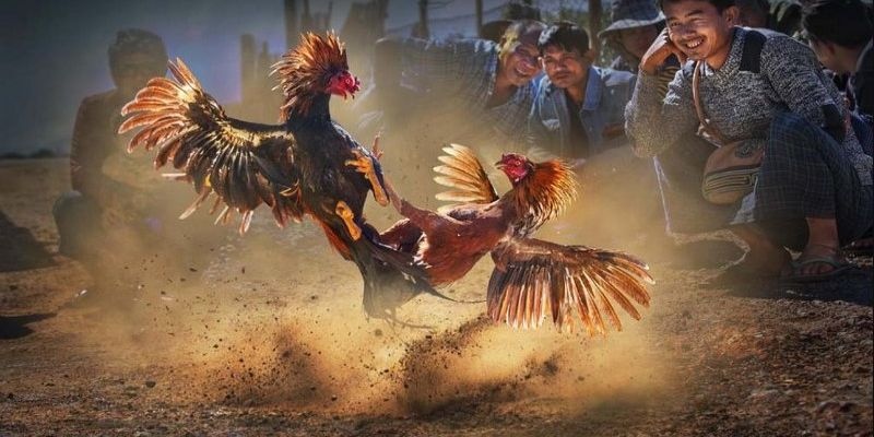 Đá gà Mộc Bài