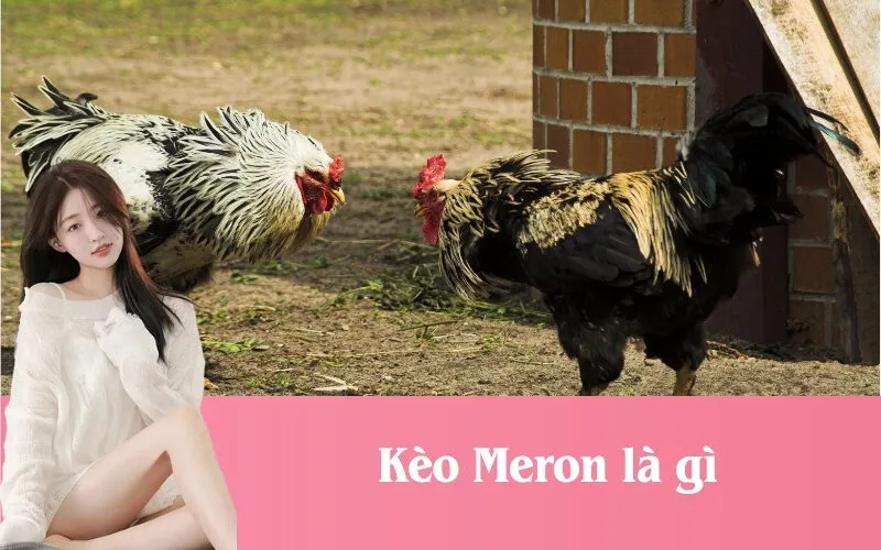 Meron là chiến kê của đội chủ nhà