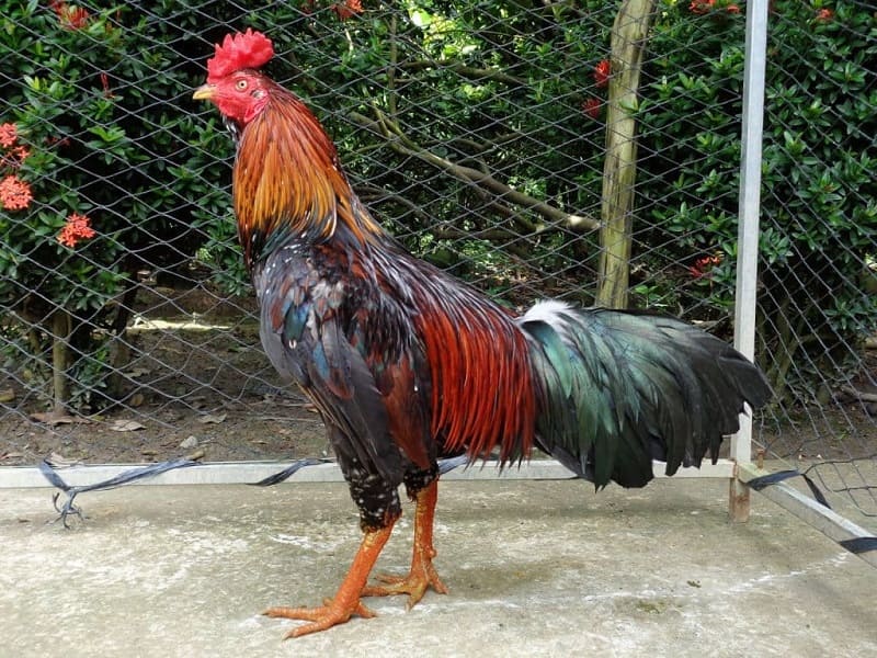 tướng đi của gà chọi
