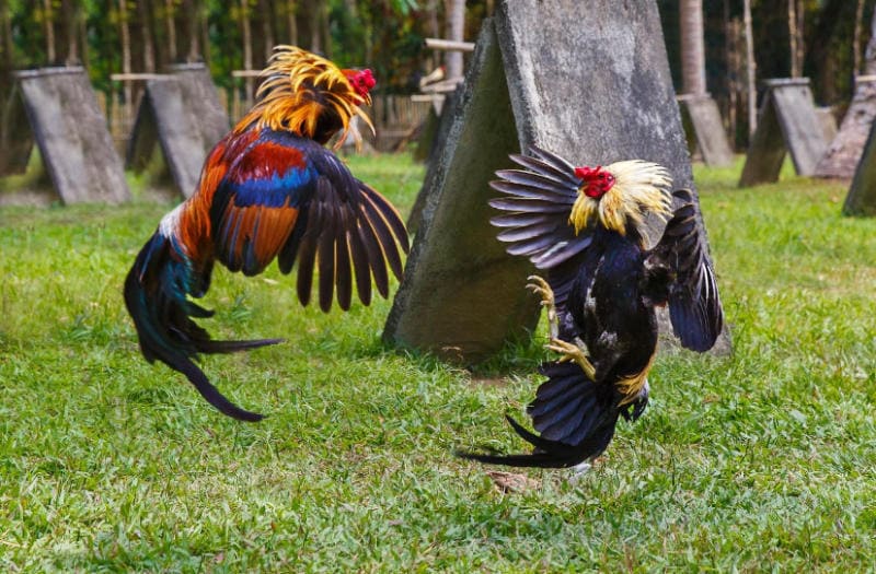 tướng đi của gà chọi