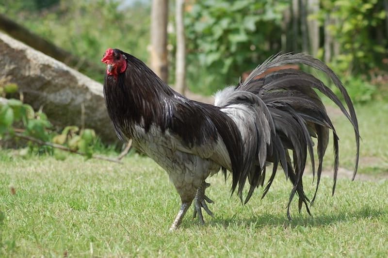 Những lưu ý quan trọng khi nuôi gà Sumatra