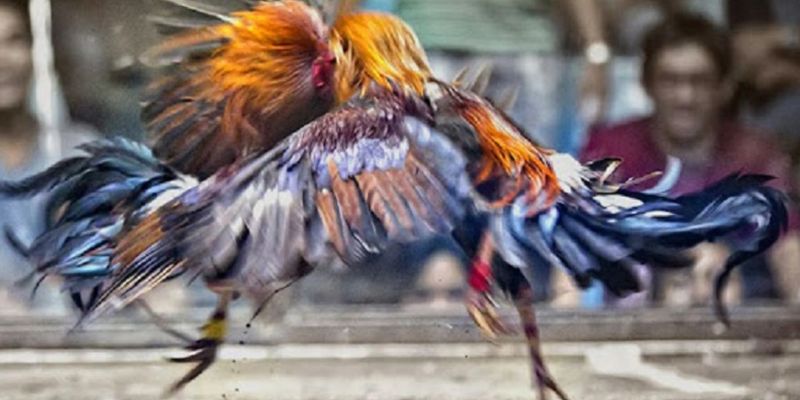 Tại sao chơi đá gà trên mạng luôn thua