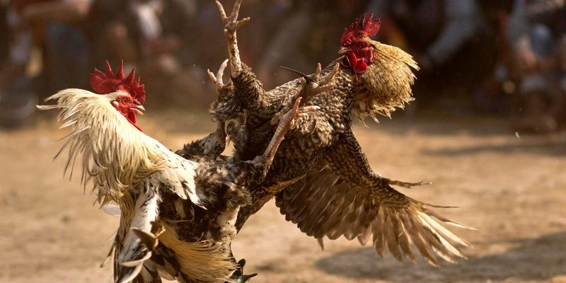 Tại sao chơi đá gà trên mạng luôn thua