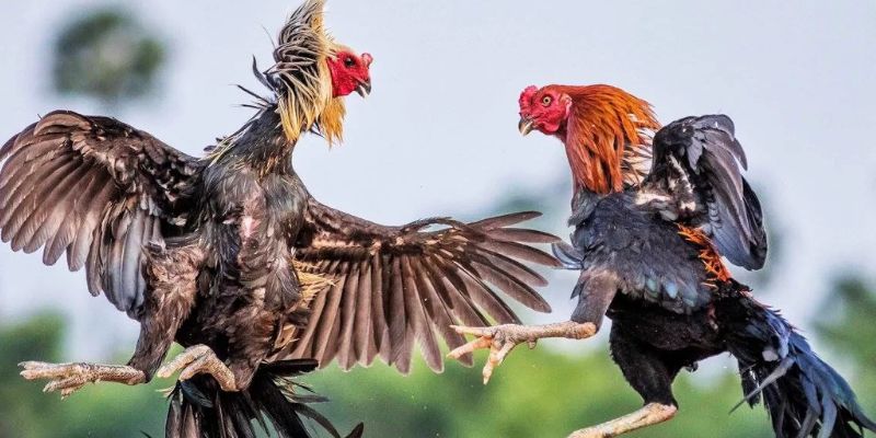 Tại sao chơi đá gà trên mạng luôn thua