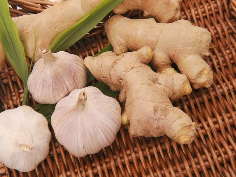 Tỏi và gừng, thần dược trị khò khè ở gà chọi